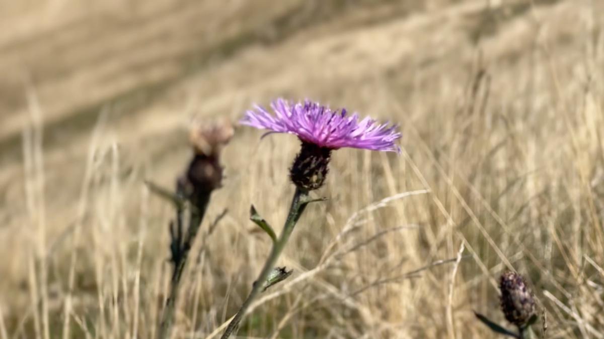Malcesine e i Fiori del Baldo, Patrimonio unico Malcesine e i Fiori del Baldo, Patrimonio unico