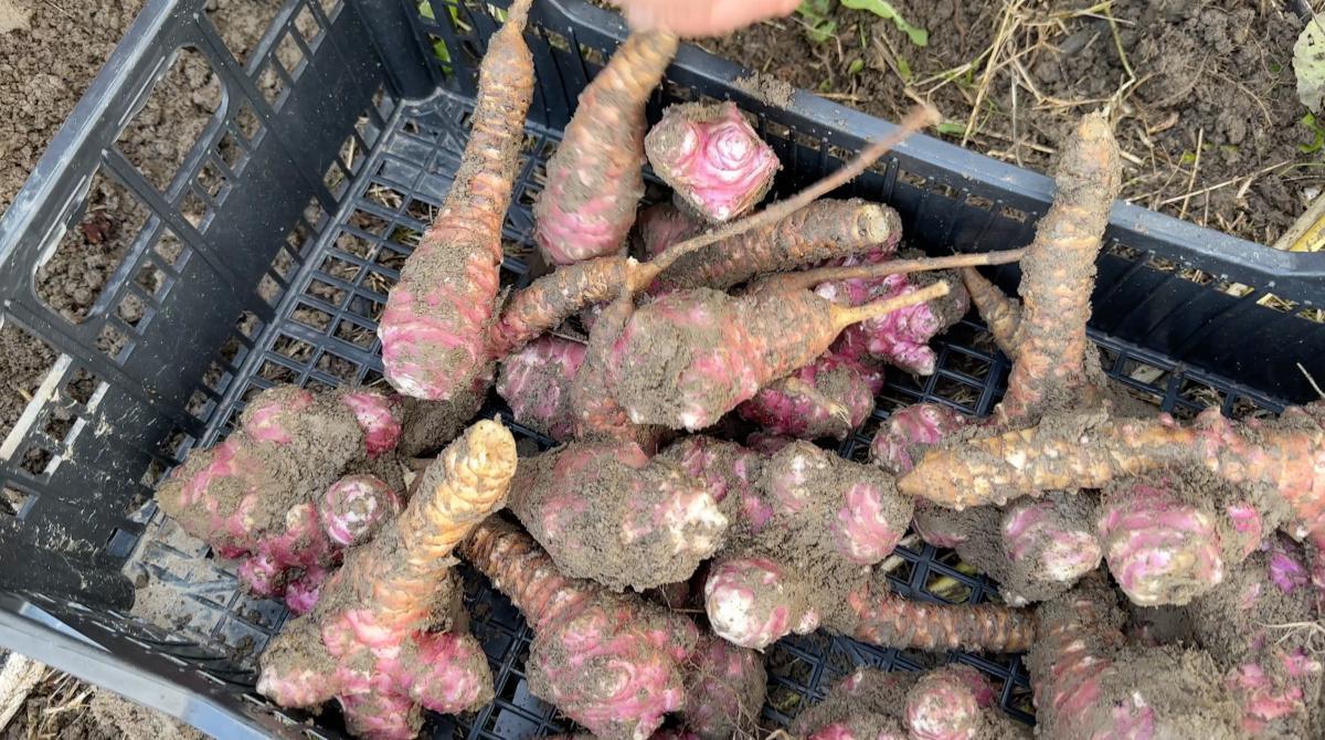 Targon, la Passione per il Chilometro zero Targon, la Passione per il Chilometro zero