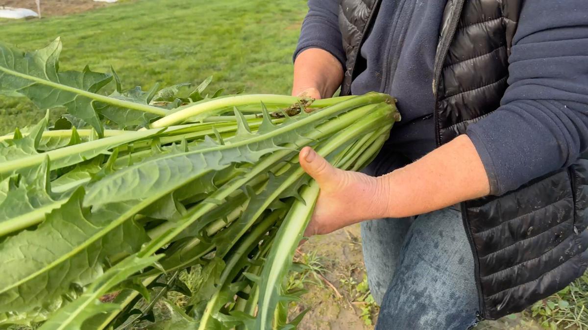 Targon, la Passione per il Chilometro zero Targon, la Passione per il Chilometro zero