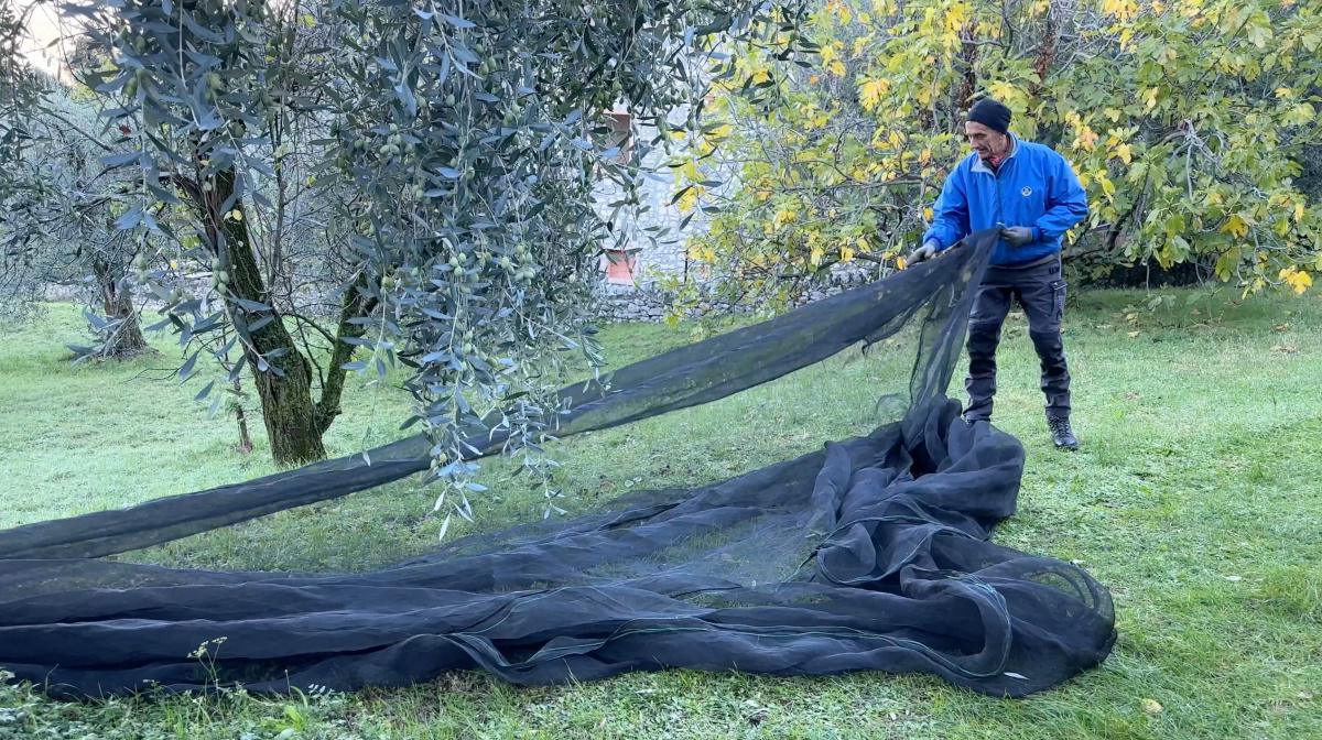 L'Olio di Malcesine, una storia ultrasecolare! L'Olio di Malcesine, una storia ultrasecolare!