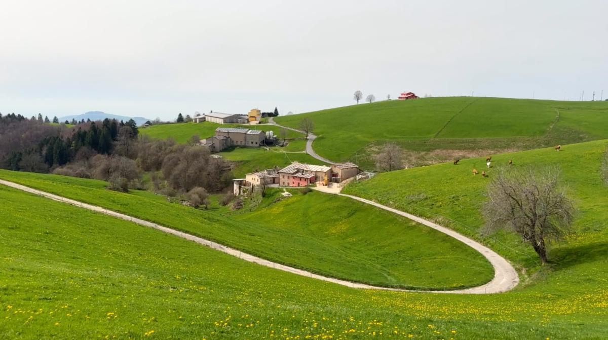 Alessandro, il signore delle contrade