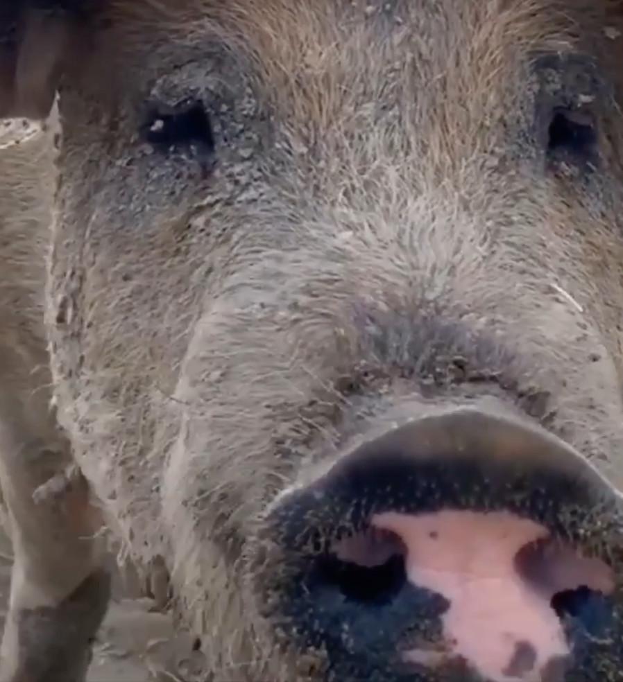 Per Corti e Cascine: agriturismo Porc a l'ora Per Corti e Cascine: agriturismo Porc a l'ora