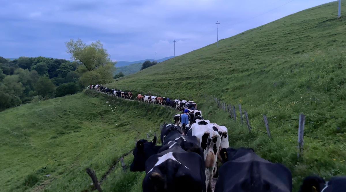 La transumanza del Modesto: l'ascesa alla malga La transumanza del Modesto: l'ascesa alla malga