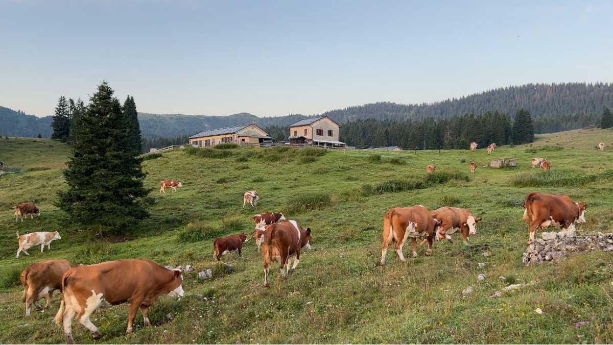 Sara, la malgara di pianura