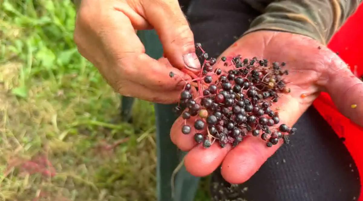 A caccia di bacche nella foresta di sambuco!