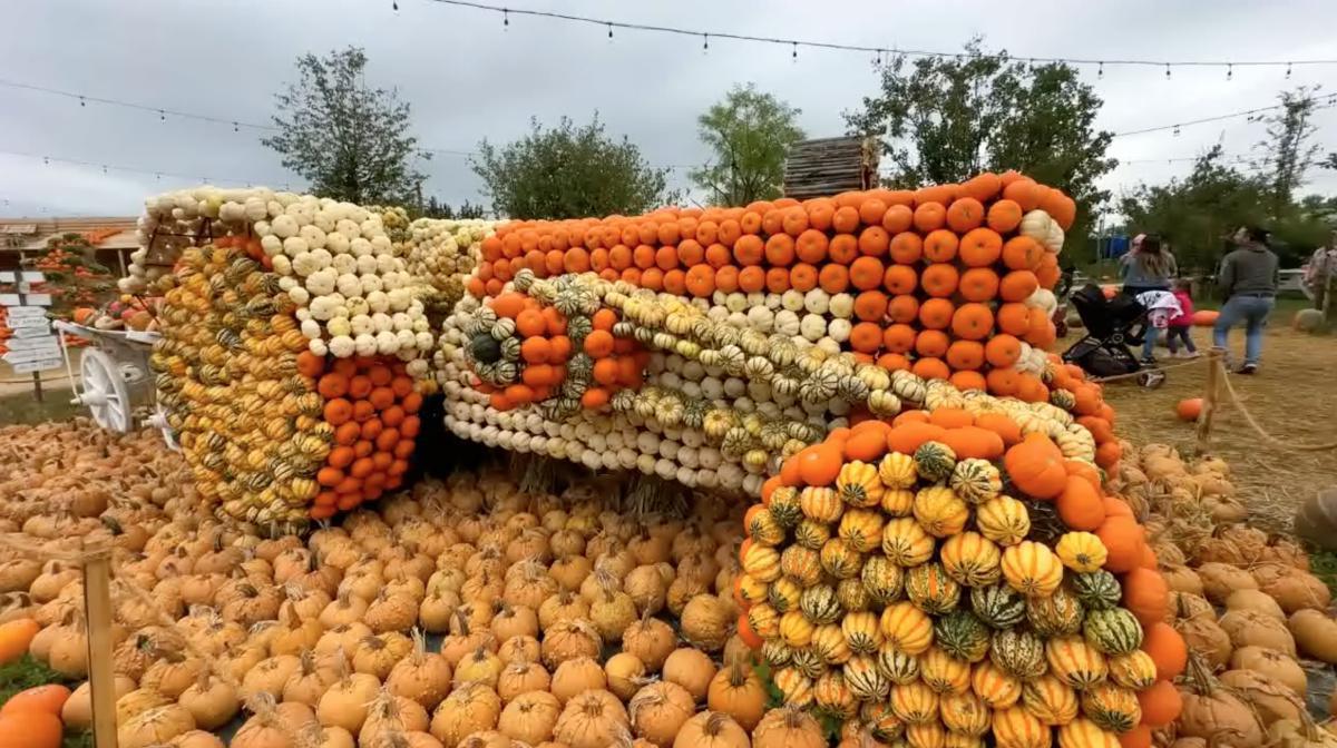 300.000 zucche nel villaggio di Nonno Andrea!