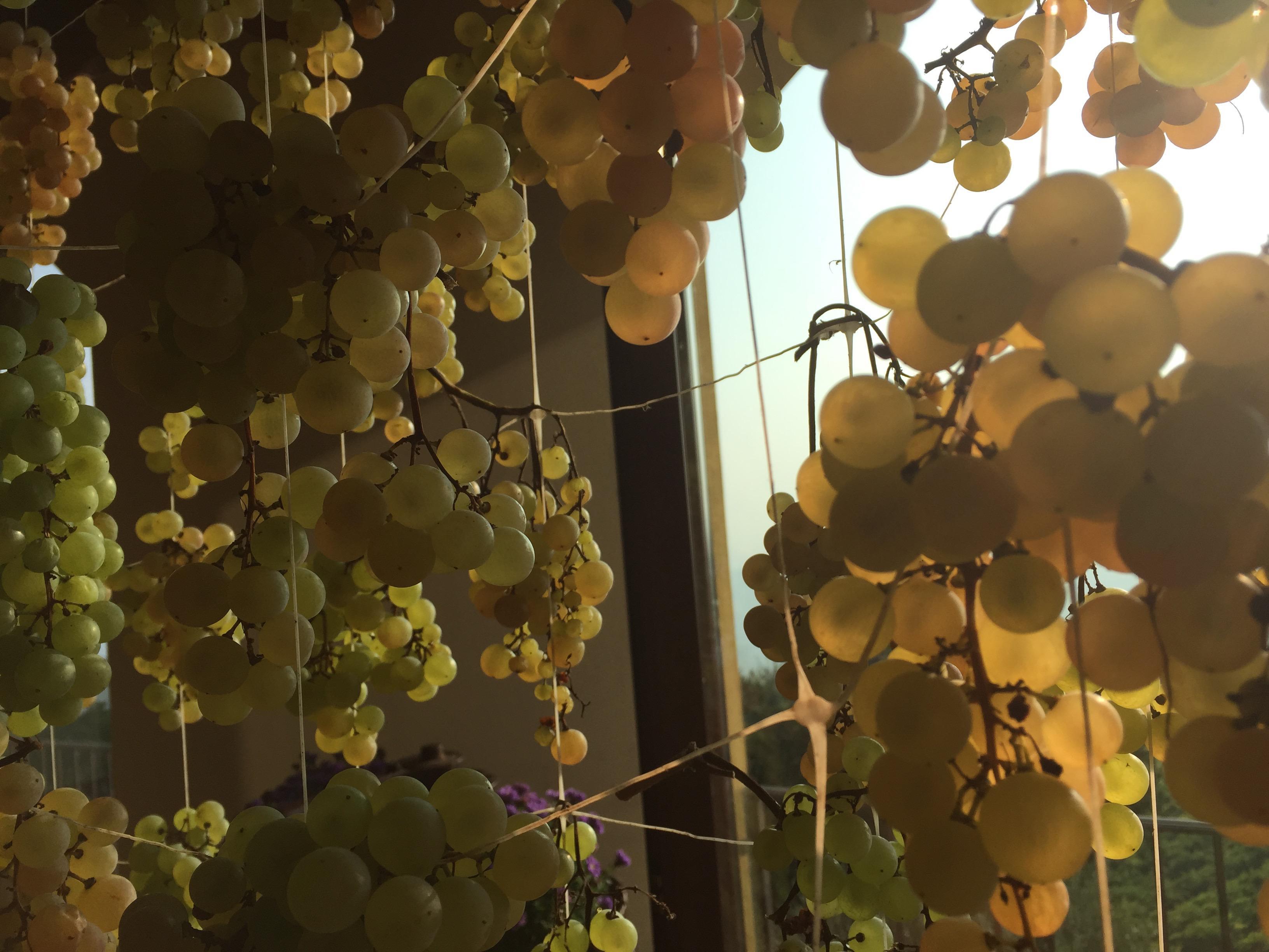 LO SPETTACOLO DELLA GARGANEGA