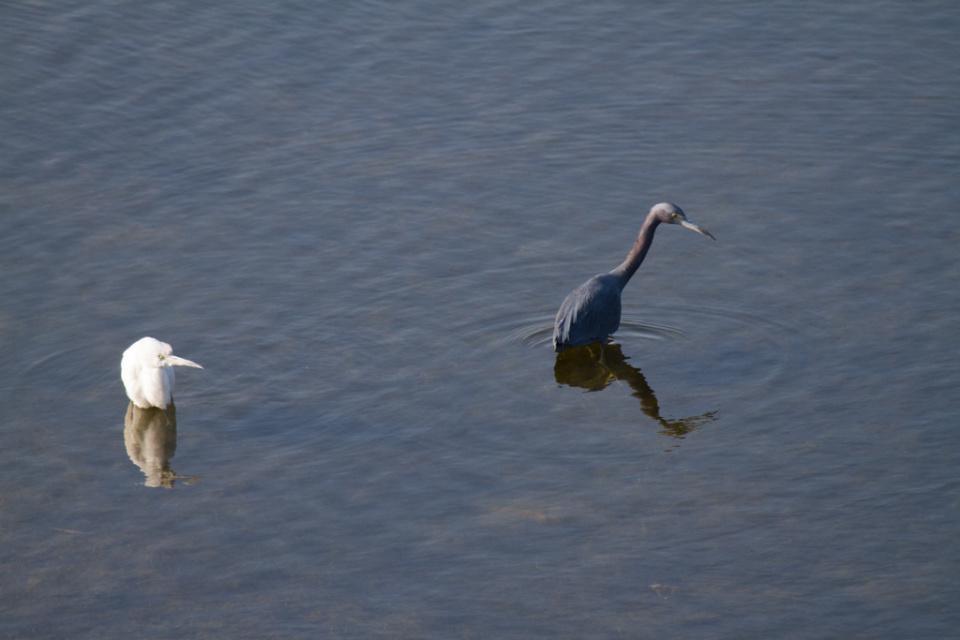 Little Blue Heron