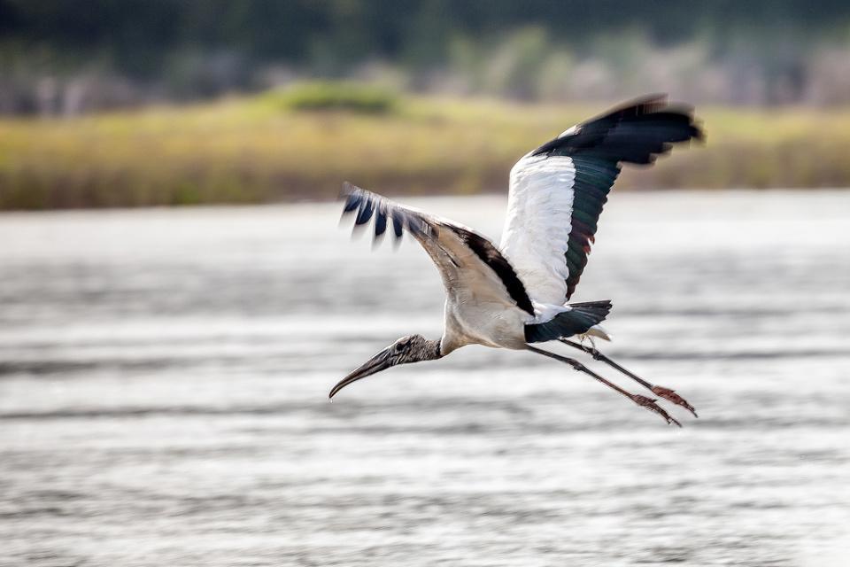 Wood Stork