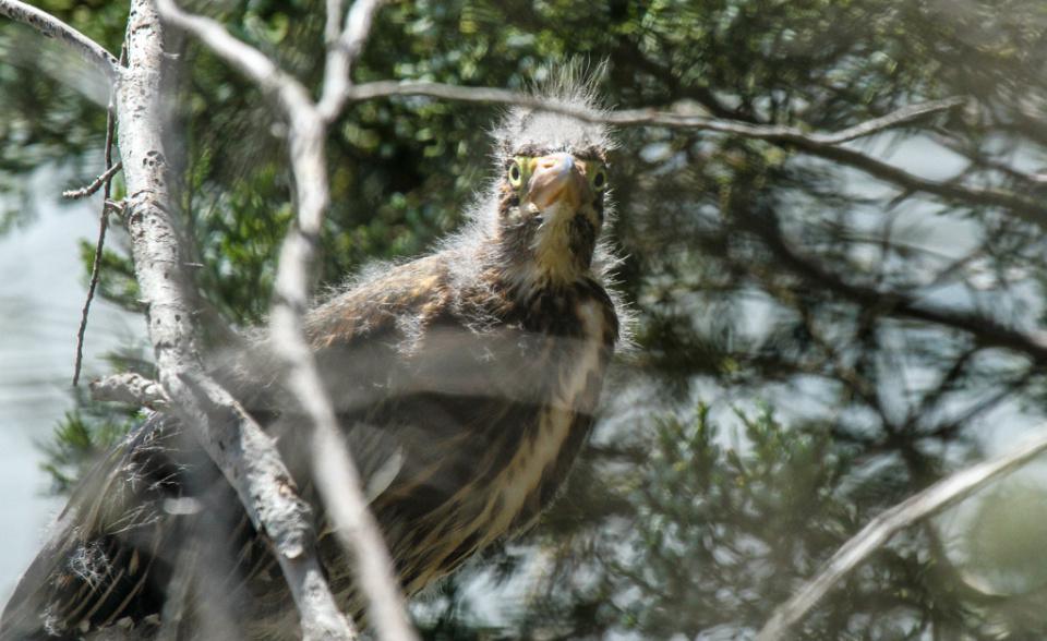 Green Heron