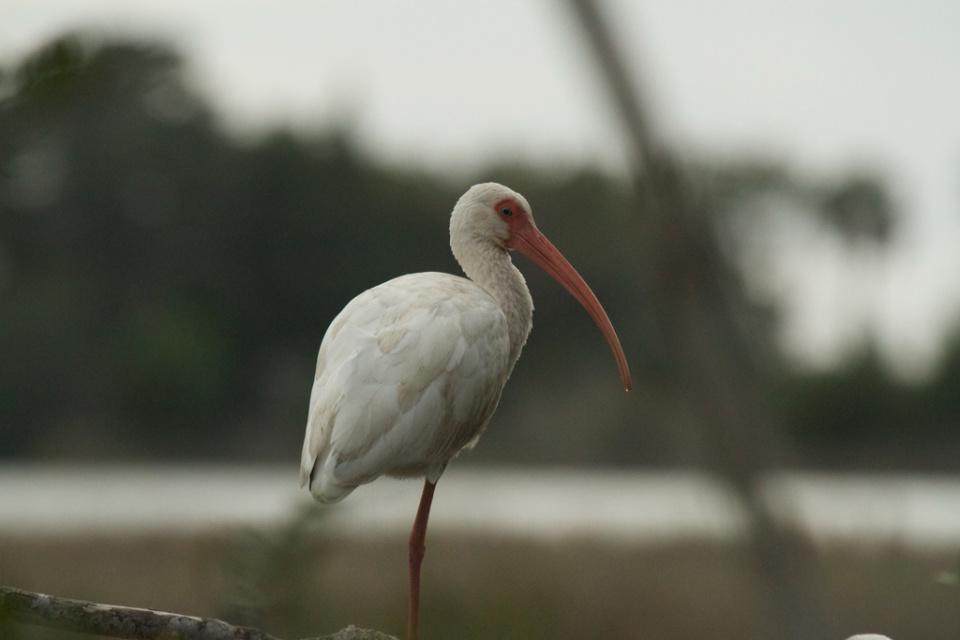 White Ibis