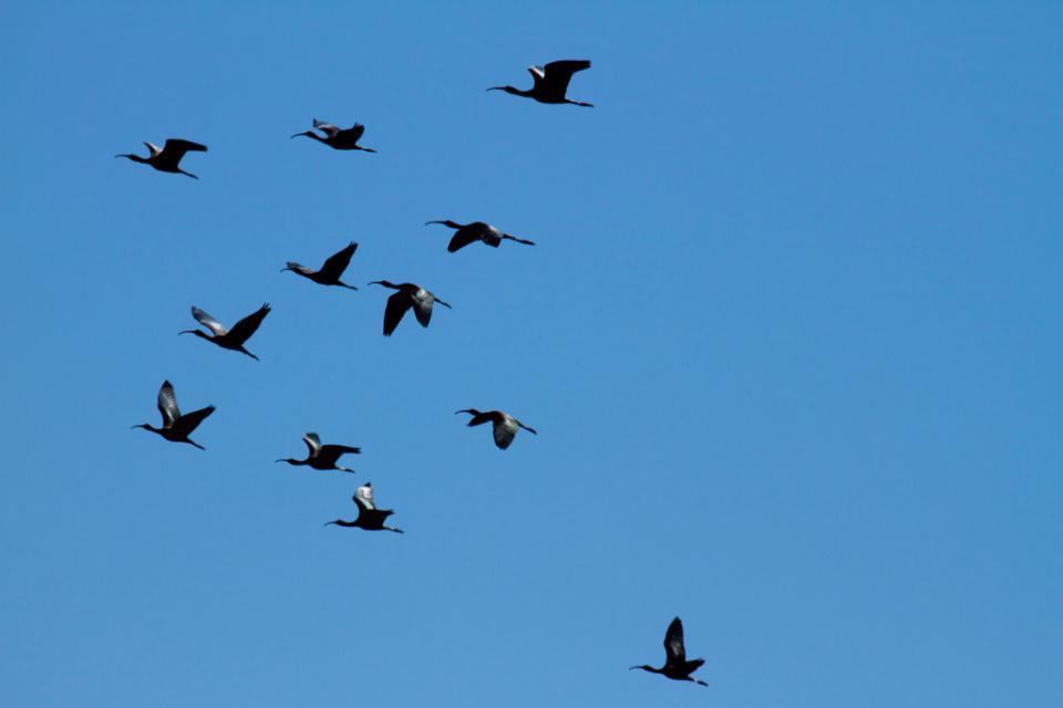 Glossy Ibis