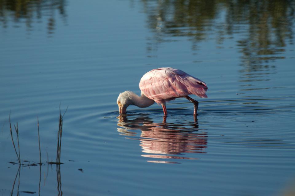 Roseate Spoonbill