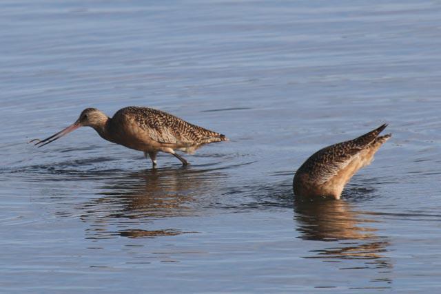 Marbled Godwit