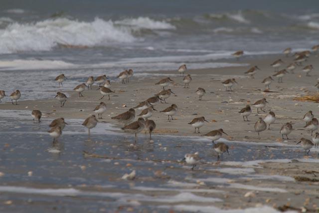 Dunlin