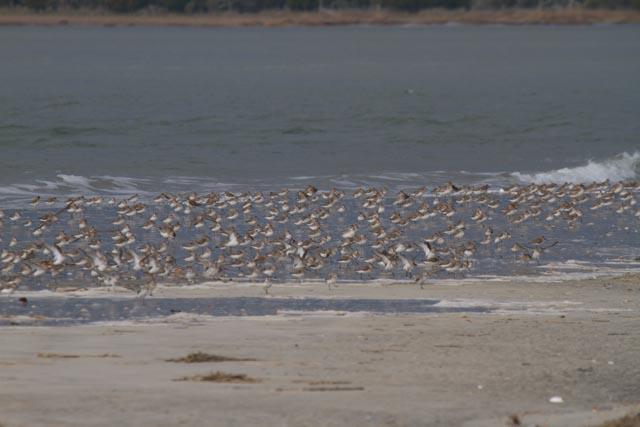 Dunlin