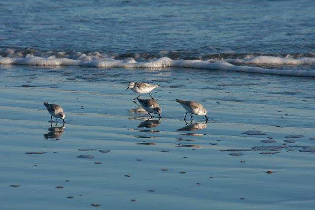 Sanderling