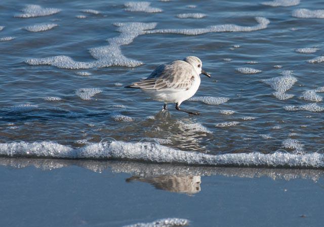 Sanderling