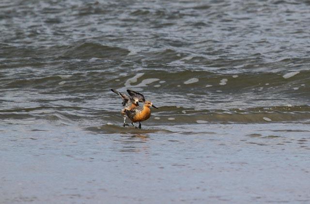 Red Knot