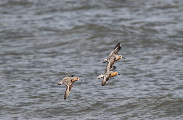 Red Knot