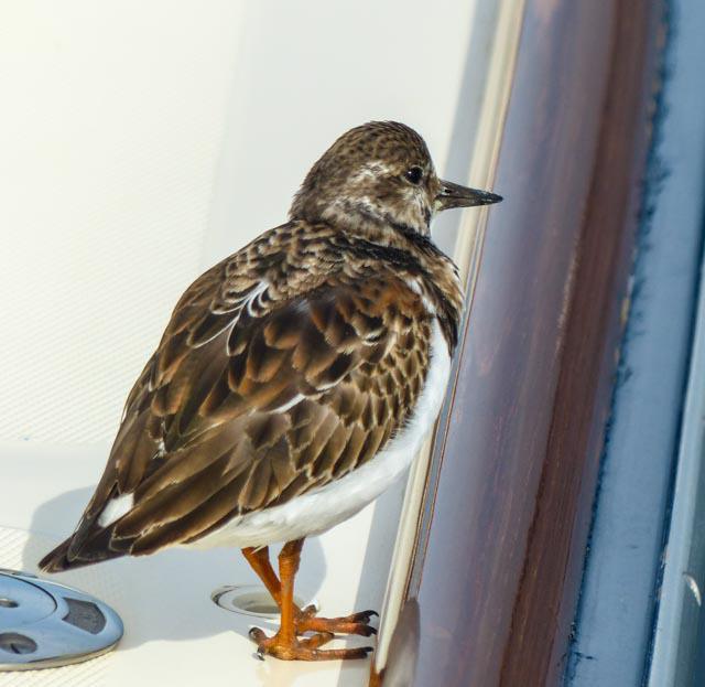 Ruddy Turnstone