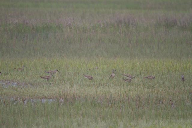 Whimbrel