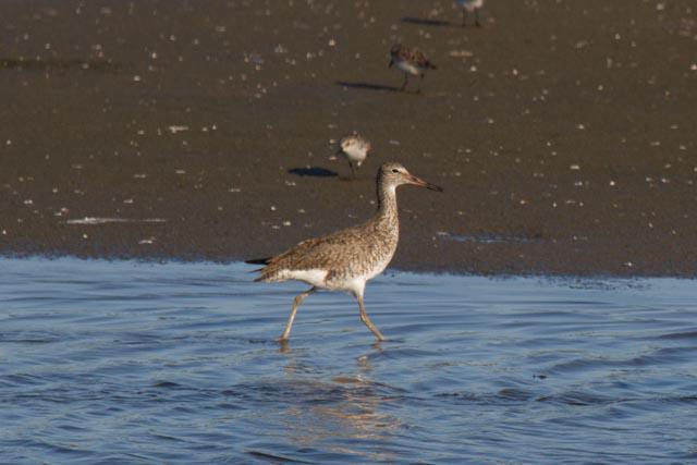 Willets