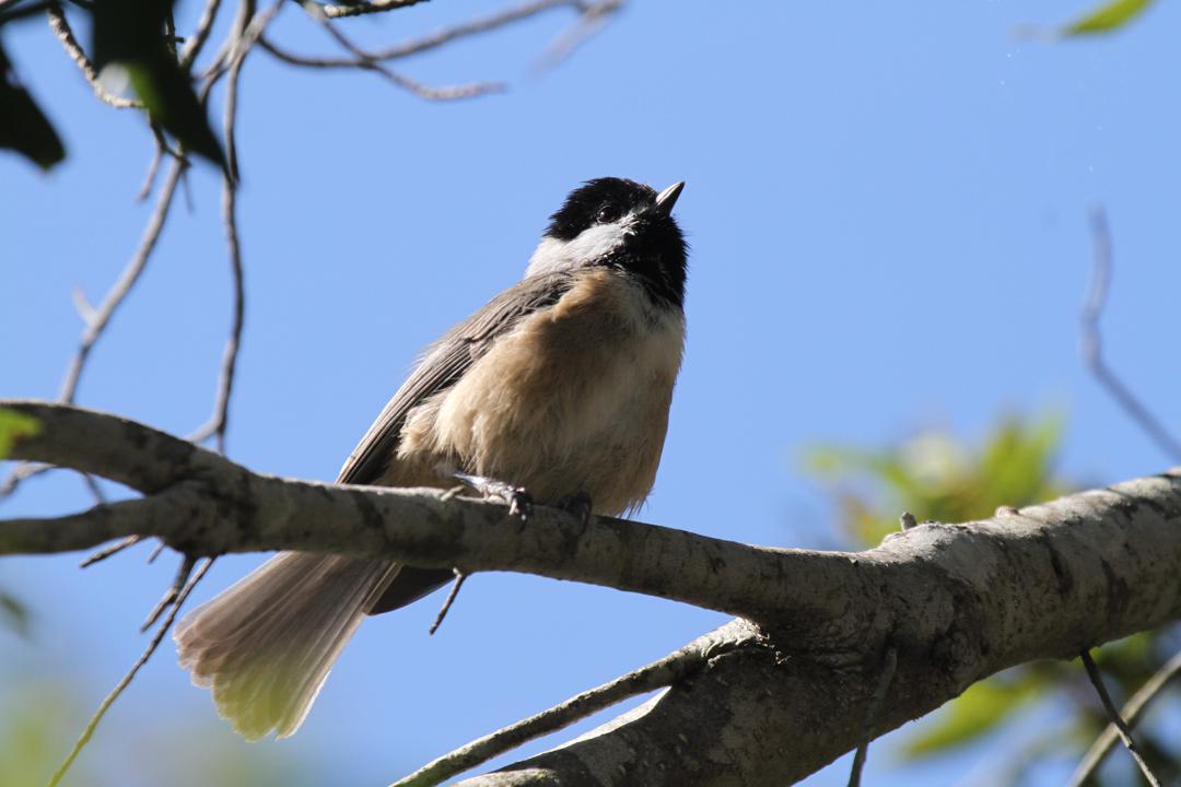 Chickadees