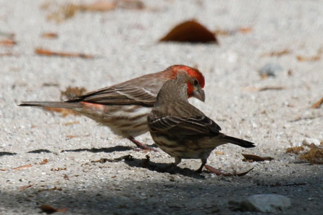 House Finch