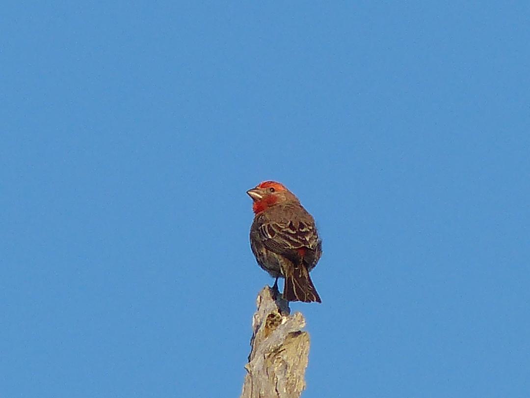 House Finch