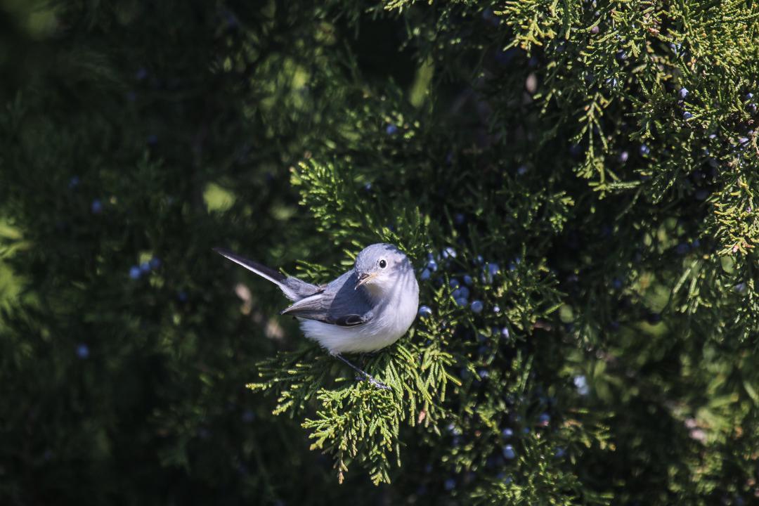 Blue Gray Gnatcatcher