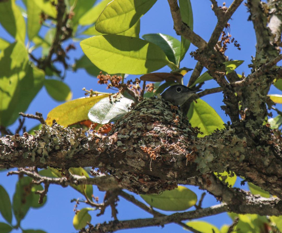 Blue Gray Gnatcatcher