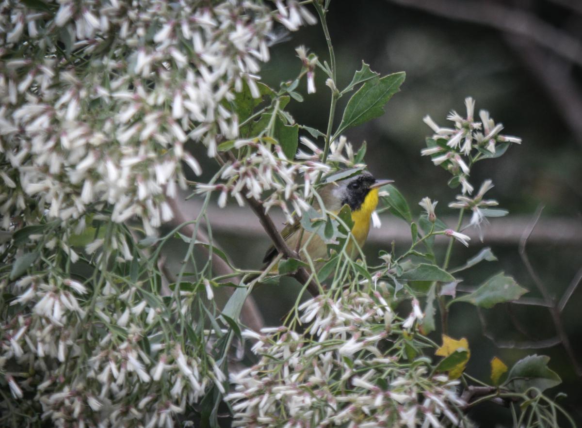 Common Yellowthroat