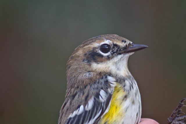 Yellow-Rumped Warbler