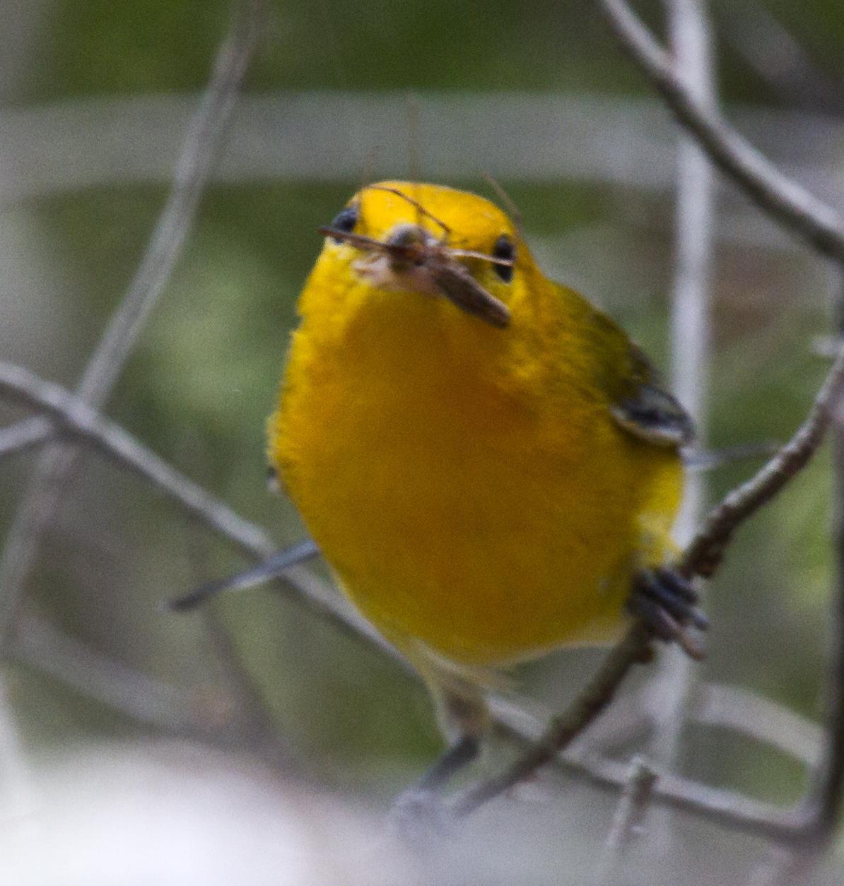 Prothonotary Warbler