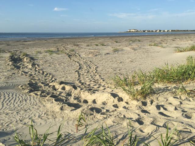 Loggerhead Turtle Adults