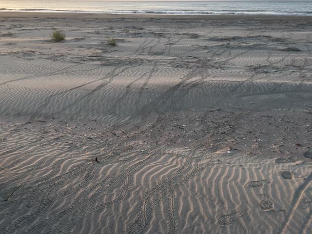 Loggerhead Hatchlings