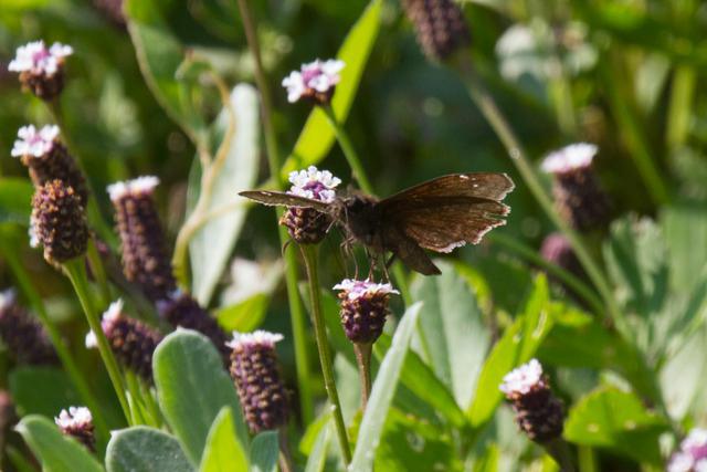 Duskywings