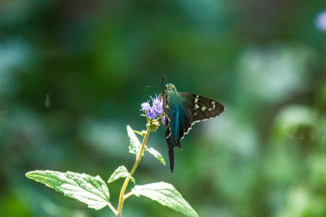 Long Tailed Skipper