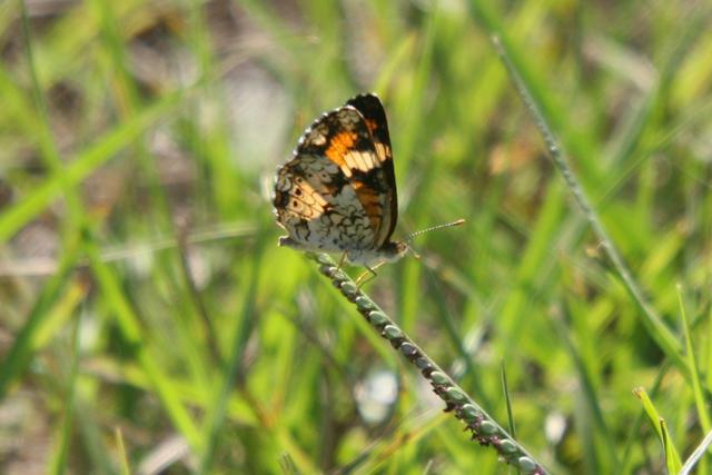 Phaon Crescent