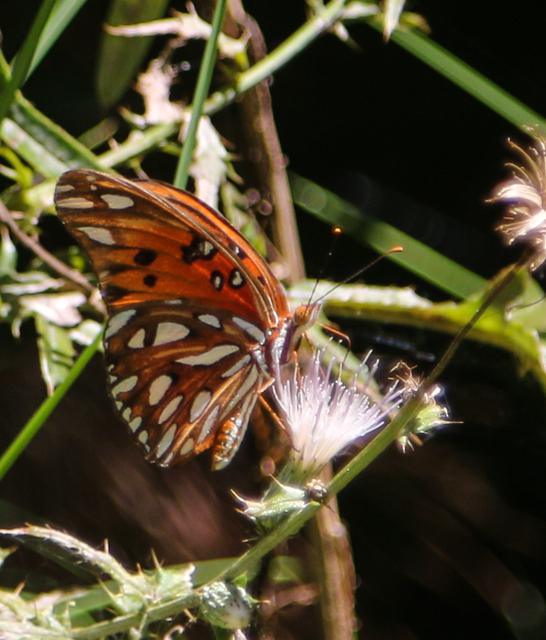 Gulf Fritillary