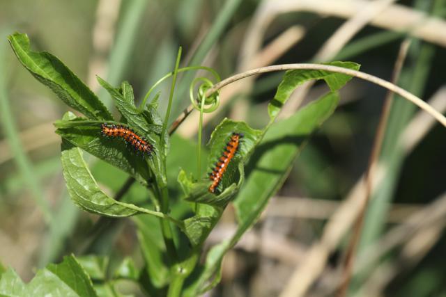 Gulf Fritillary