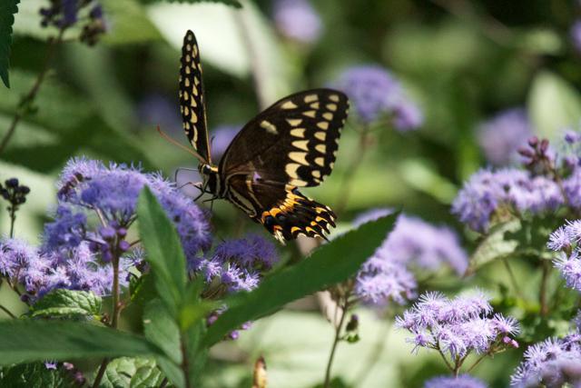 Palamedes Swallowtail