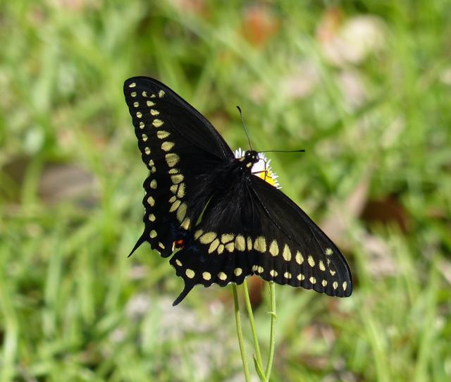 Black Swallowtail