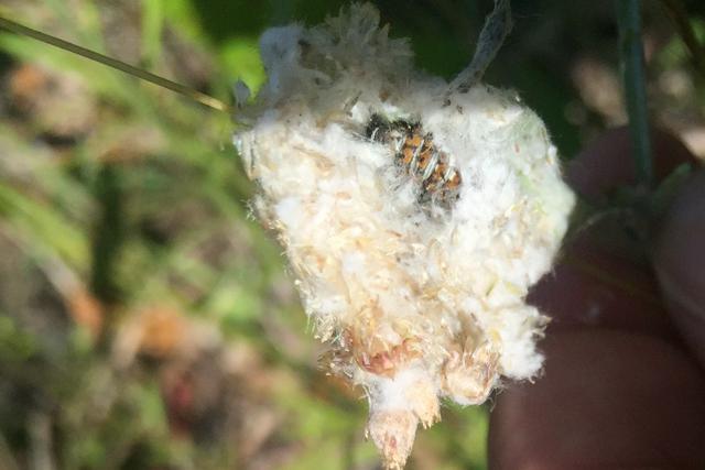 Painted Lady