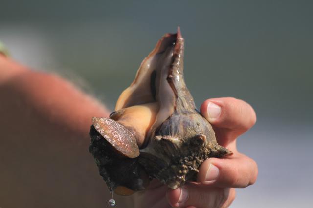 Knobbed Whelk