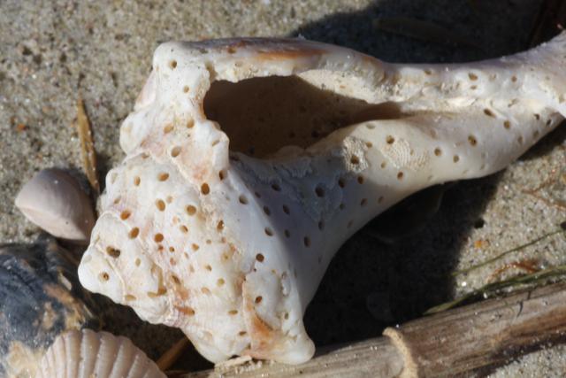 Knobbed Whelk