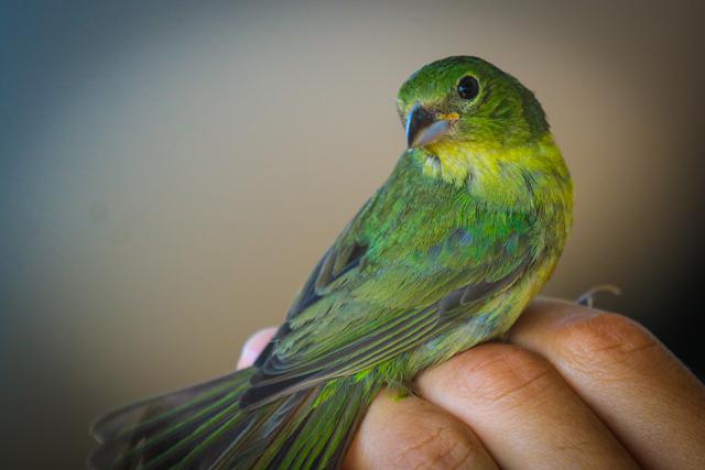 Painted Bunting