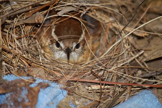 Carolina Wren