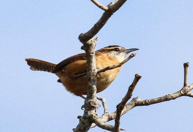 Carolina Wren